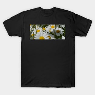 A Field of Daisies T-Shirt